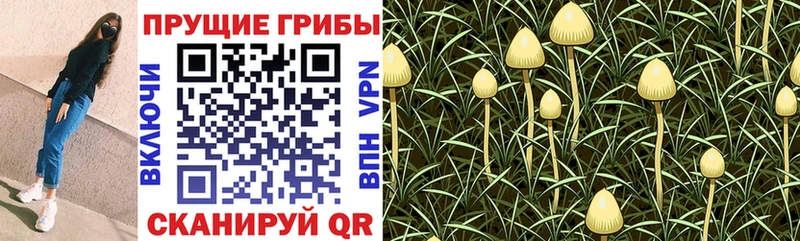Галлюциногенные грибы Psilocybine cubensis  Покровск 